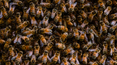 Bee colony